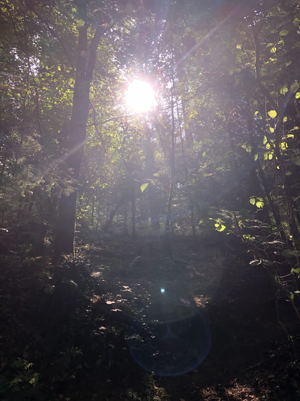 Children in the forest